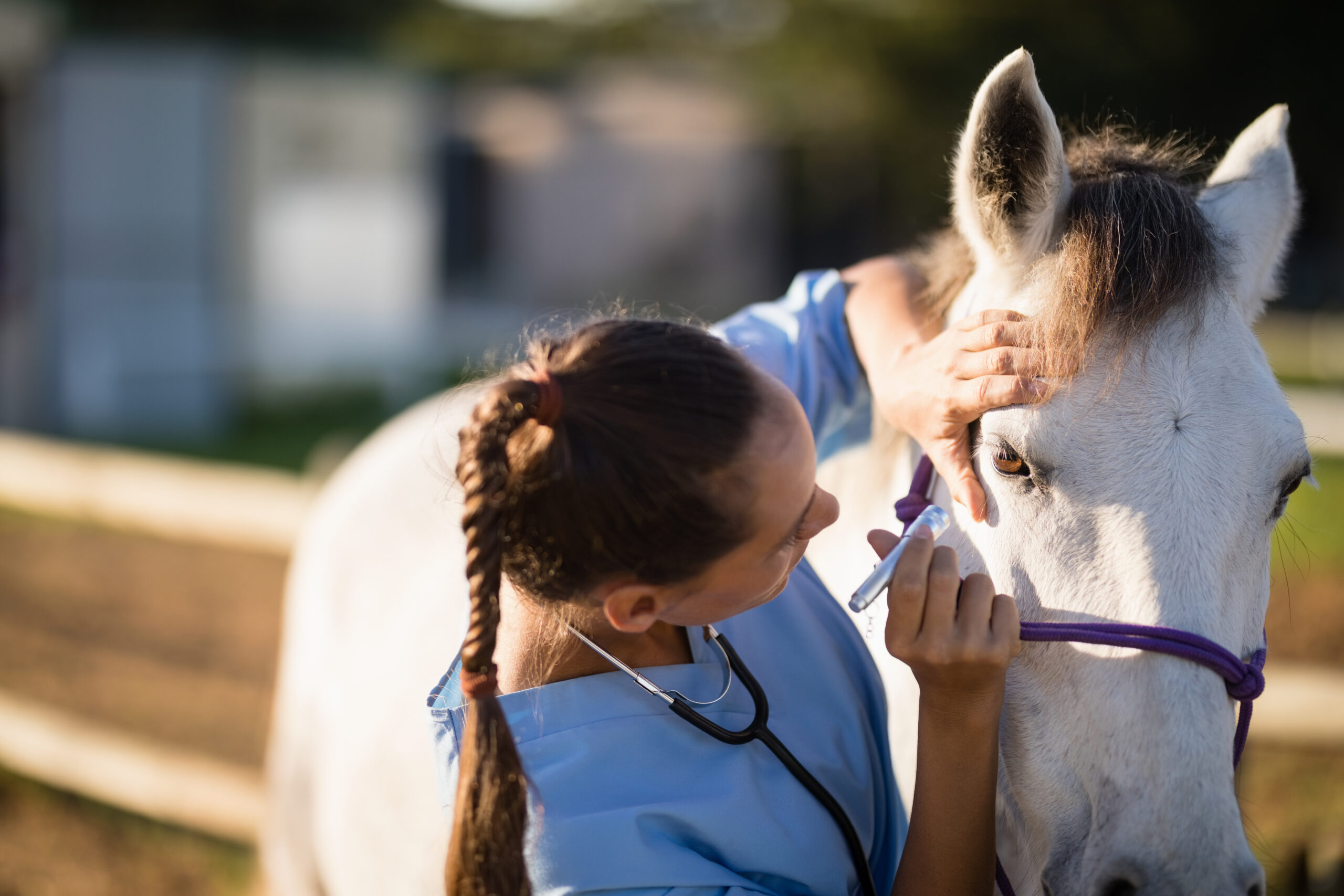 Close up of female vet examining horse eye