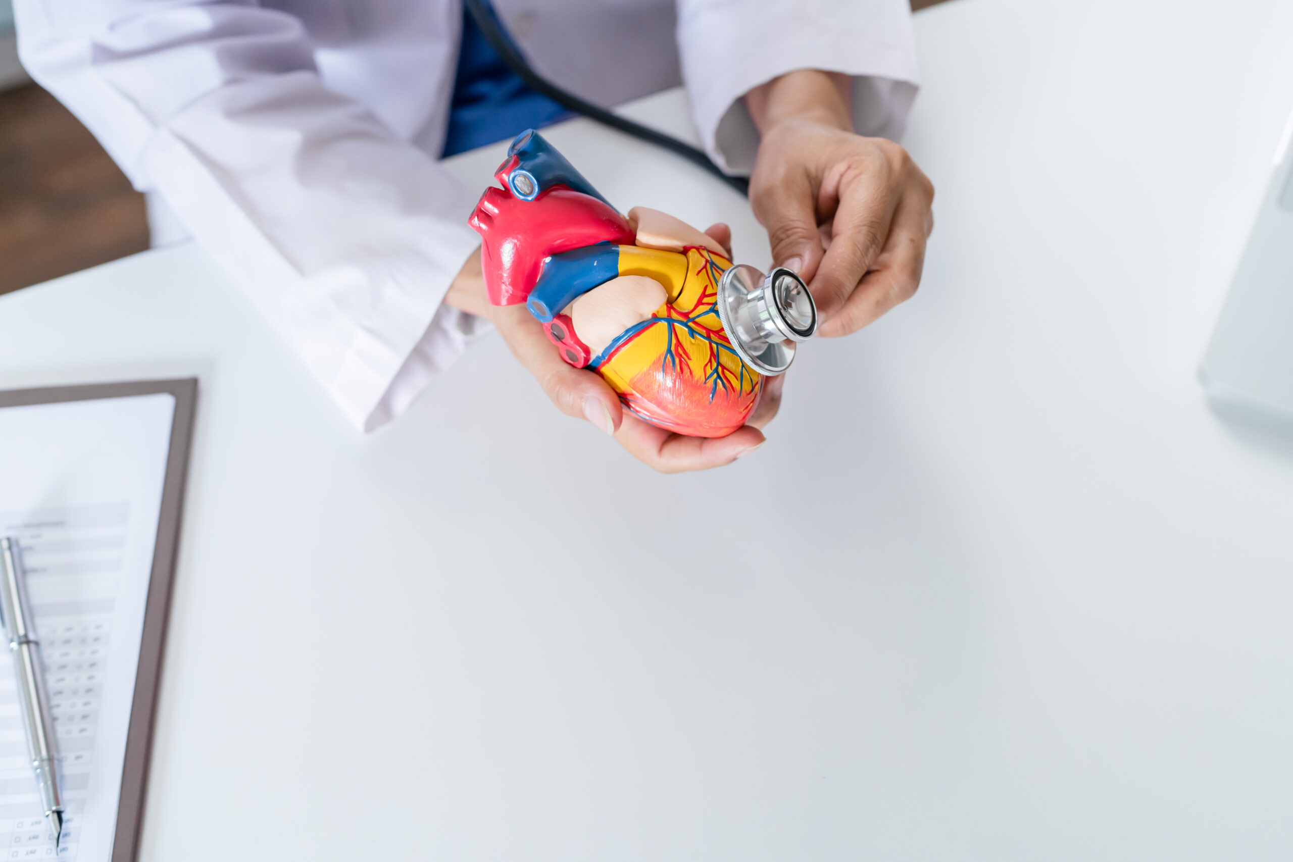 Doctor with anatomical model of human heart Cardiologist support
