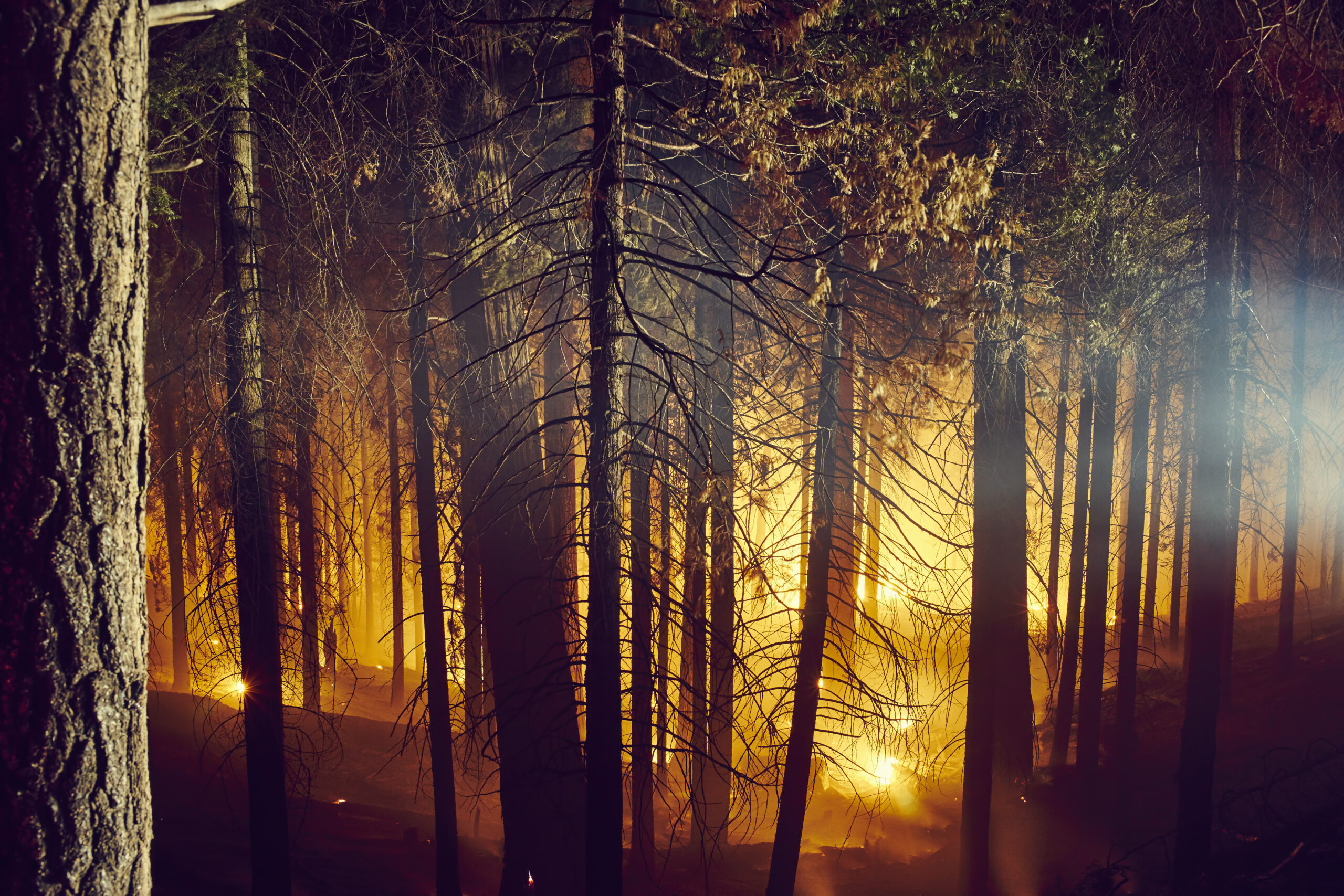 Forest fire, Yosemite National Park, California, USA