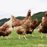 El Ministerio de Agricultura, Pesca y Alimentación confina las aves de cría en zonas de especial riesgo y vigilancia para evitar la propagación de la influenza aviar