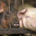 Salut Cataluña investiga un caso humano de gripe porcina