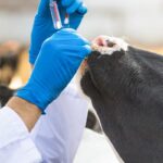 Aprobado el Informe Anual de Farmacovigilancia Veterinaria 2025